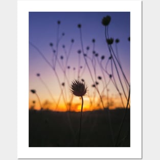 dry scabious Posters and Art